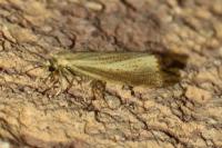 Agriphila straminella