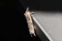 Platytes alpinella