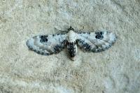 Eupithecia centaureata