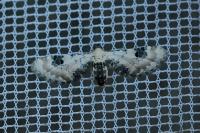 Eupithecia centaureata