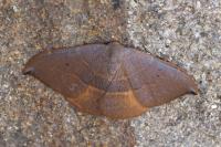Watsonalla uncinula