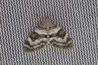 Thera britannica/variata