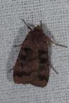 Xestia stigmatica