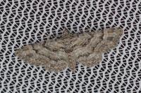 Gymnoscelis rufifasciata