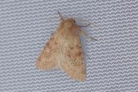 Luperina rubella