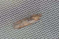 Selagia spadicella