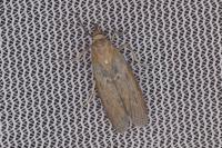 Selagia spadicella