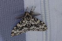 Lymantria monacha