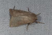 Mythimna ferrago