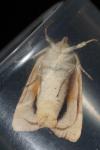 Noctua tirrenica