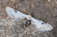 Eupithecia centaureata