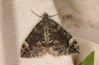 Dysstroma citrata