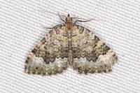 Colostygia olivata