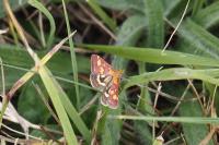 Pyrausta purpuralis