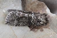 Polyploca ridens