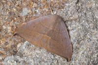 Watsonalla uncinula