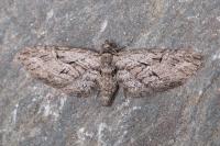Eupithecia oxycedrata
