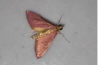 Pyrausta inornatalis