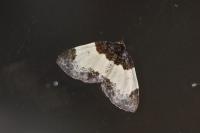 Mesoleuca albicillata