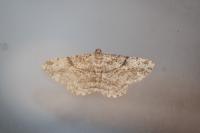 Peribatodes rhomboidaria rhomboidaria