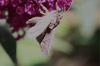 Abrostola triplasia