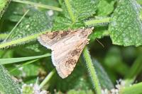 Nomophila noctuella