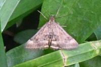 Pyrausta despicata