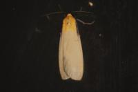 Lithosia quadra