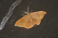 Watsonalla binaria