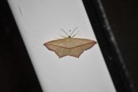 Timandra comae
