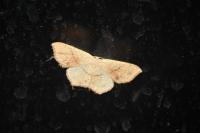 Cyclophora punctaria