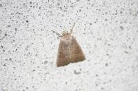 Hoplodrina ambigua/blanda