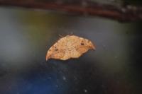 Drepana falcataria