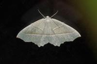 Campaea margaritaria