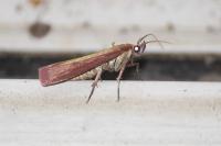 Oncocera semirubella