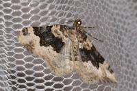 Epirrhoe galiata