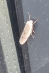 Pelosia muscerda