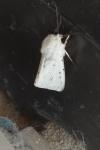 Spilosoma lubricipeda