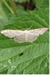 Idaea aversata
