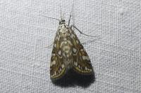 Elophila nymphaeata