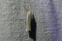 Crambus pascuella
