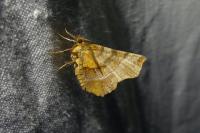 Selenia dentaria