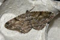 Hypomecis roboraria