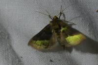 Diachrysia chrysitis
