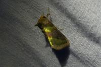 Diachrysia chrysitis