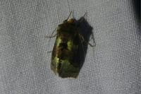 Diachrysia chrysitis