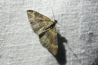 Xanthorhoe spadicearia/ferrugata