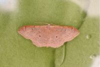 Idaea degeneraria