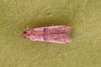 Pseudacrobasis tergestella