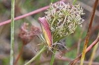 Oncocera semirubella